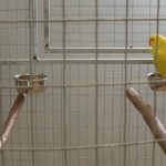 Wystawa ptaków egzotycznych w Chorzelowie – wideo